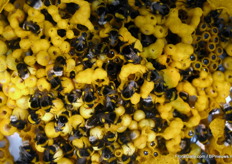 Some busy little bees